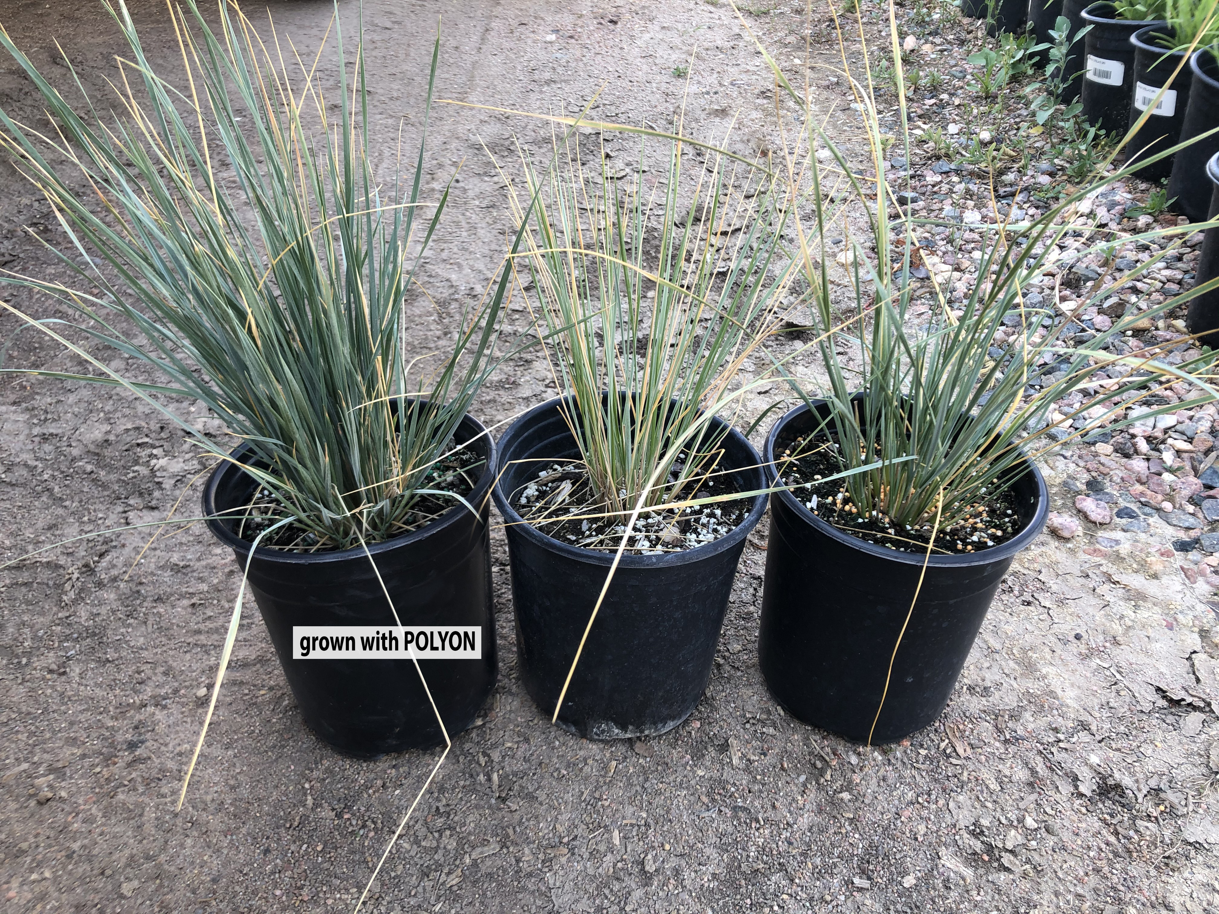 Polyon plant on the left